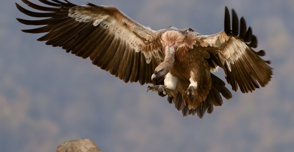 vulture