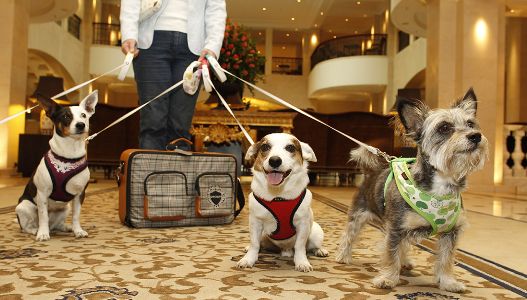 Pet friendly Hotels in India