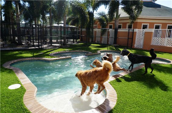 Pet friendly Hotels in India