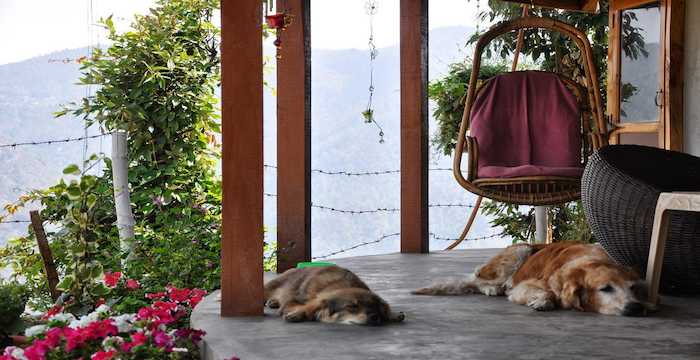 Pet friendly Hotels in India