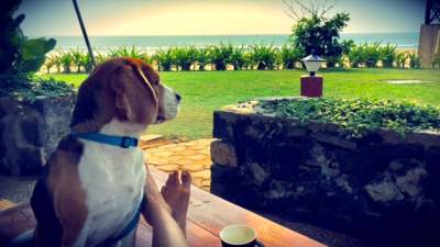 Pet friendly Hotels in India