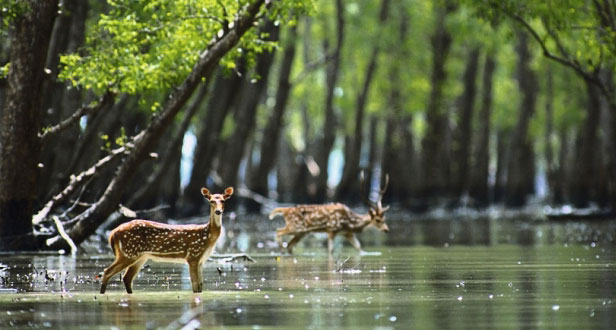 places-to-visit-in-india-sunderbans