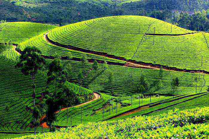 kochi to munnar road trips in india