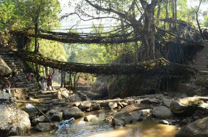 Living-Tree-Bridges-Cherrapunji-15 incredible natural wonders of india