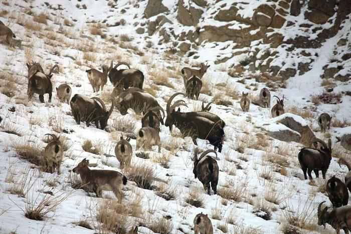 10 places to visit in india before they disappear hemis national park animals