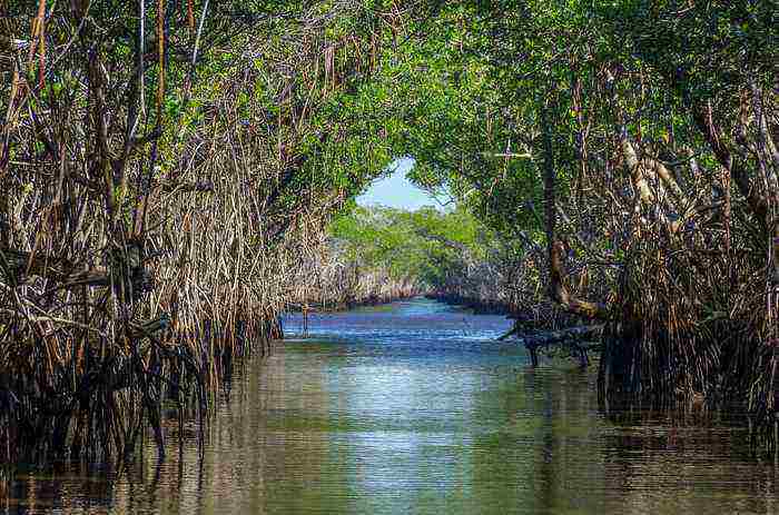  10 places to visit in india before they disappear mangrove