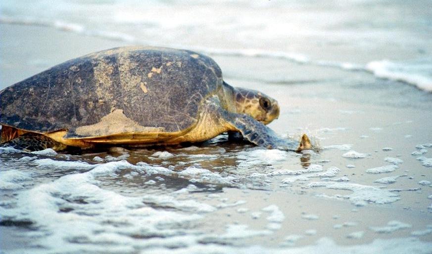 10 places to visit in india before they disappear olive ridley turtles