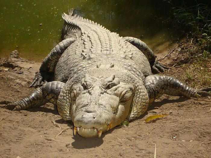 10 places to visit in india before they disappear saltwater crocodile