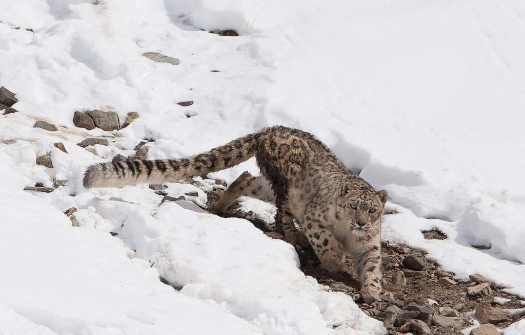 10 places to visit in india before they disappear snow leopard