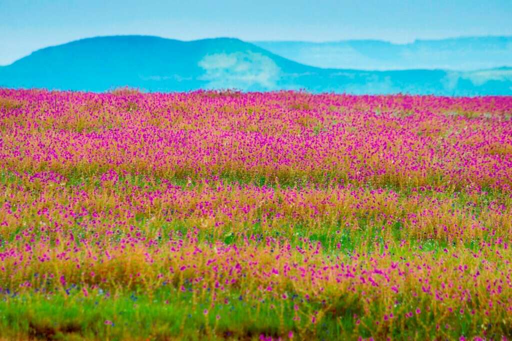 most isolated places in india kaas plateau flowers