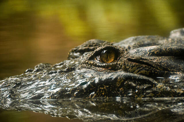 places to visit in goa crocodile spotting