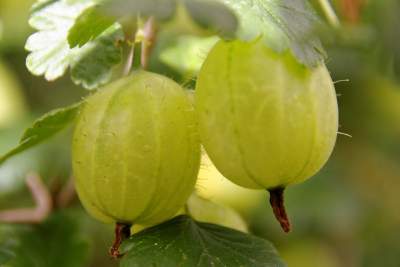 Increase-Hair-Density-gooseberries