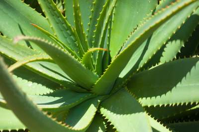 Increase-hair-density-aloe-vera-plant